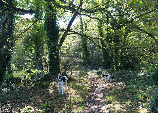 Woodlands in prussia cove with 2 dogs